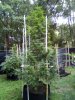 Outdoor Grow August 29 2020 Update (1).jpg