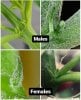 sexing-cannabis-plants-male-female-preflower.jpeg.jpg