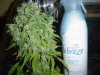 55 Harvest started 011.jpg