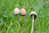 fleinsopp-psilocybe.jpg