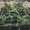 scrog-cannabis-sativa-responsive.jpg