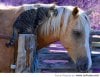 Cat-Snuggling-With-a-Horse.jpg