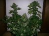 dirtmeds-albums-growop-09-picture62845-all-plants-63-days.jpg