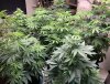 9-18-2020 Grow.jpg