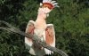 birds-major-mitchell-s-cockatoo-wallpaper-preview.jpg