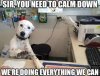 8c9cc3cdf632e857c90afd34db3a7f8e--dog-quotes-funny-funny-memes.jpg