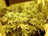 3rd Grow 55 Days 002.jpg