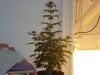 day 19 of flowering 012.jpg