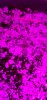 16013384802611496020516130567152.jpg