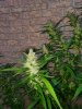 20200926_071759.jpg