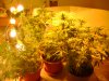 All plants in one shot, 2 150watt hps above and cfl's.JPG