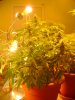Smallest of my 3rd grow, very brown hairs.JPG