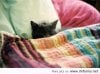 Funny-cat-is-sleeping.jpg