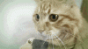 cat smokes bong.gif