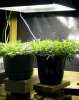 low-stress-training-marijuana-growing-indoors.jpg