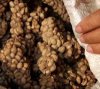 Image result for Kopi luwak