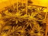 seedsman-random-feminized-1--synthetic-week6.jpg