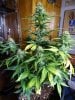 Transformed_10-25-20 White Widow 2 1.JPG