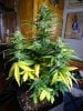 Transformed_10-25-20 White Widow 2 2.JPG