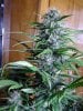 Transformed_10-25-20 White Widow 1 3.JPG