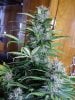 Transformed_10-25-20 White Widow 1 4.JPG