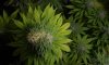 Common-Weed-Mutations-Header.jpg