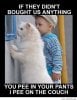 A-funny-cat-and-a-funny-kid.jpg