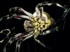 007wheelweaverspider001.jpg