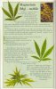 magnesium-info-marijuana.jpg