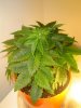 64 Red Dragon 007.jpg