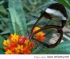 amazing-butterfly-amazing.jpg