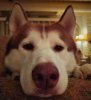 Red Alaskan Malamute closeup.jpg