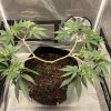 2922788_indica-hybrid-grow-journal-by-happy91_m.jpg