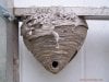 bald_faced_hornet_nest_1.jpg