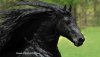 160603_ntl_horse_16x9_992.jpg