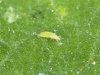 promix-greenhouse-growing-thrips.jpg