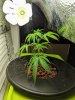 Sunshine CFL Plant 02.jpg