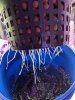 LED DWC Root Growth.jpg