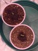 successful germination.jpg