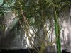 Blue Week 4 flower defoliation.JPG