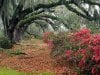 Azaleas and Live Oaks, Magnolia Plantation.jpg
