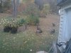 outdoor n turkeys.jpeg