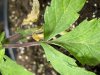 Bluetopia IX1 #x4 - Up Close Leaf 2.jpg