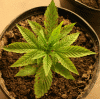 badweed2.gif