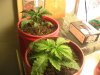 my plants 007.jpg