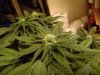 3rd Grow 58 Days 003.jpg