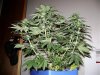 3rd Grow 58 Days 010.jpg