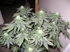 3rd Grow 58 Days 011.jpg