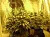 3rd Grow 59 Days 001.jpg