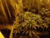 3rd Grow 59 Days 003.jpg